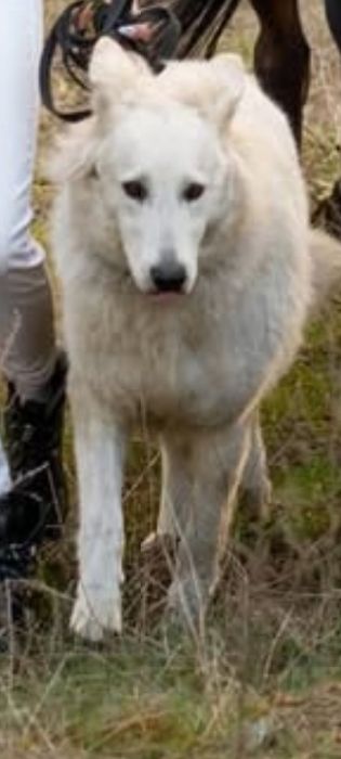 Отдам щенков швейцарской овчарки