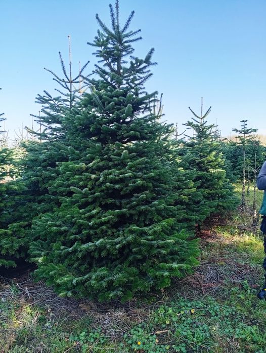 120-180 STANDARD choinka jodła kaukaska