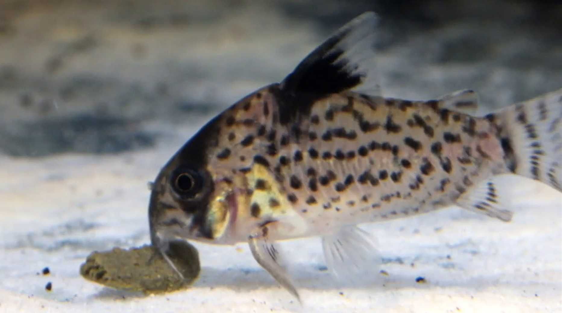 Kirys fioletowy - Kirysek przyprószony - Corydoras leucomelas - dowóz