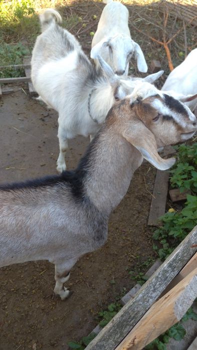 Козел для покриття кізочок. 400 грн. Тарасівка Київська обл