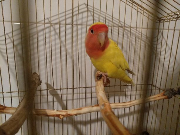 папуга попугай Lovebird нерозлучних неразлучник