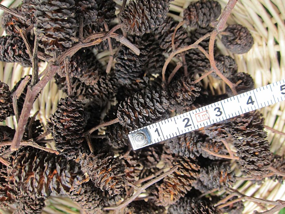 Szyszki olchy/olszy czarnej, olchowe, 200 sztuk