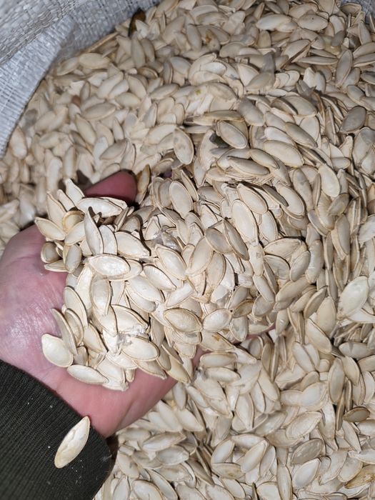Продам насіння гарбуза