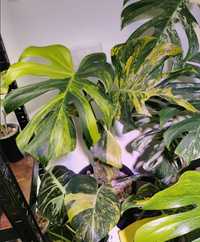 Monstera Marmorata aurea large form