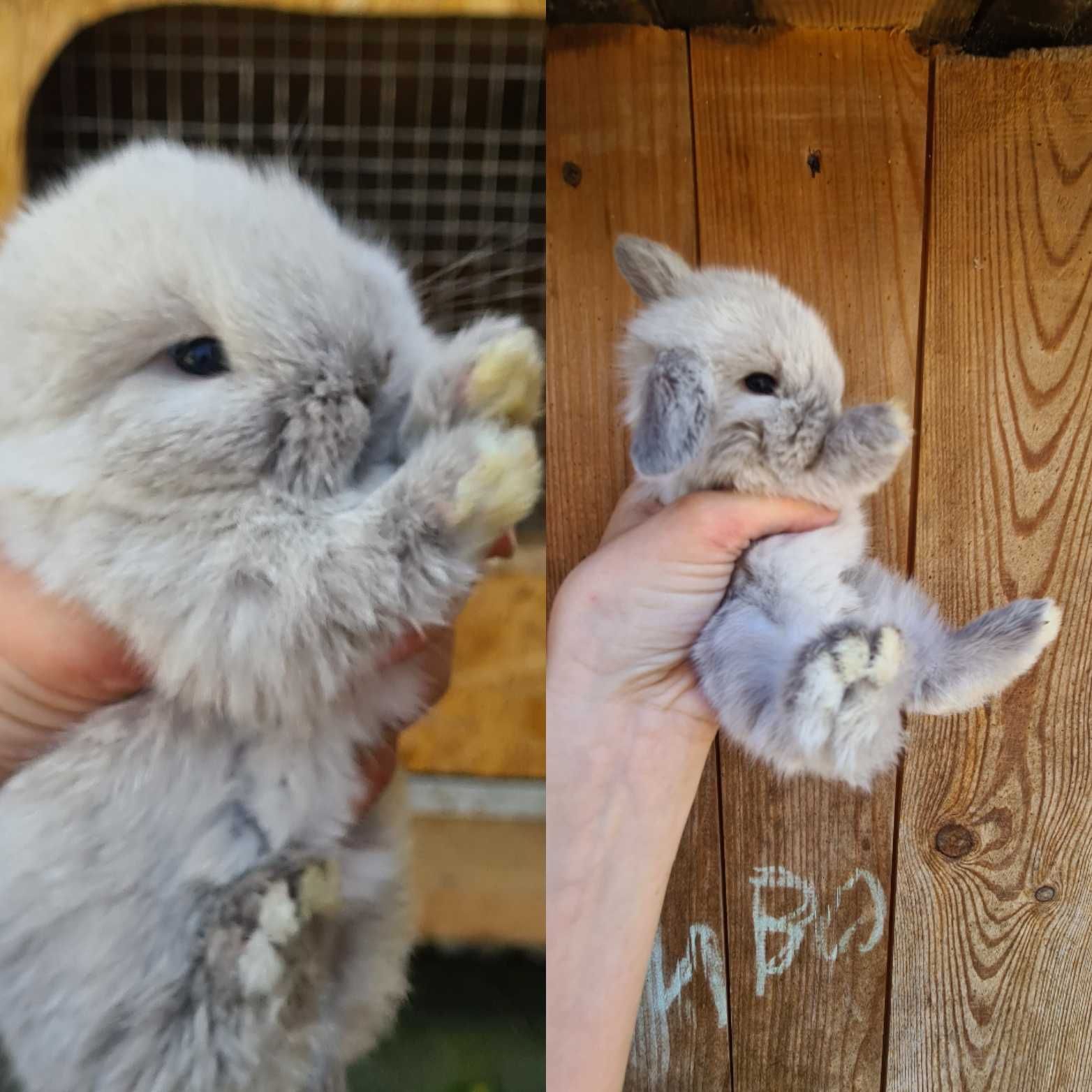 Królik mini lop z legalnej hodowlii z  rodowodem i metryką.