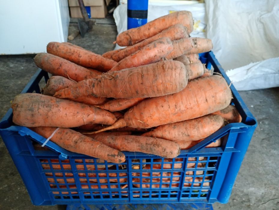 Продам моркву 10 грн