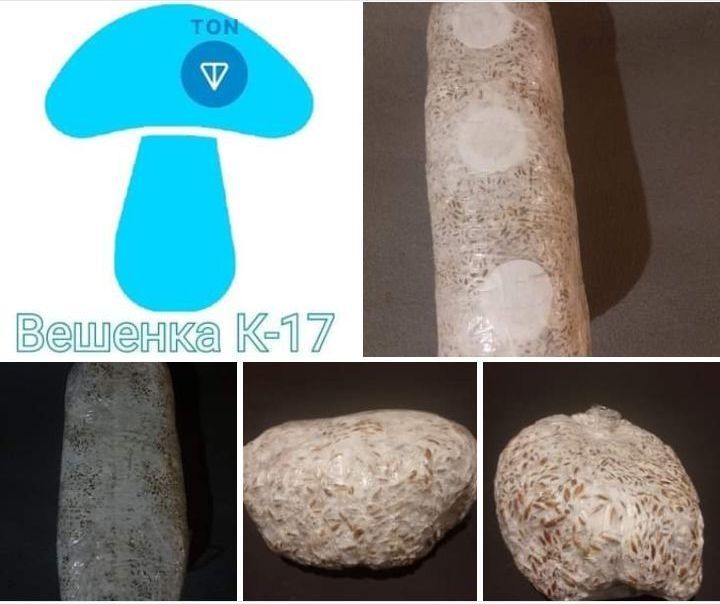 Готовые блоки ,Мицелий вешенки К - 17 .50грн-1 кг