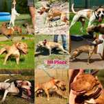 Staffik / Pit Bull import USA , rodzina Jeep