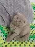 Scottish Fold macho
