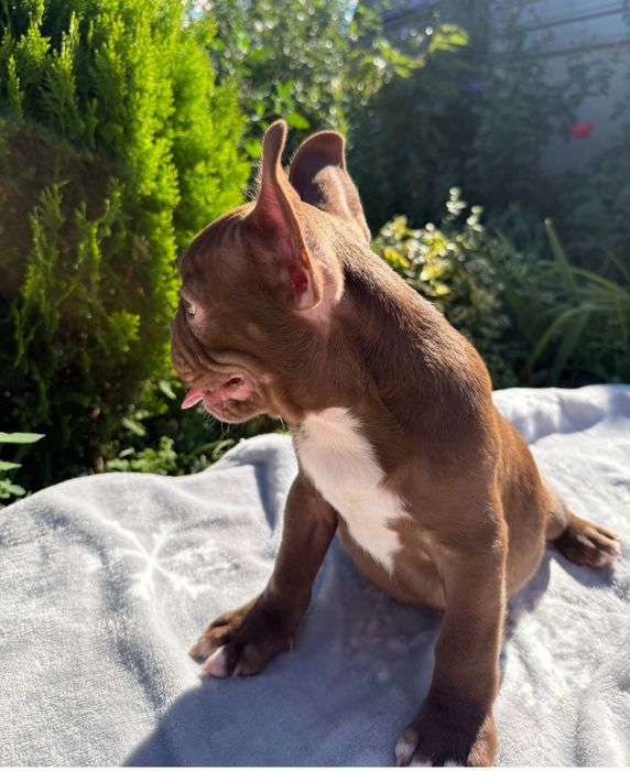 Ваше шоколадное счастье