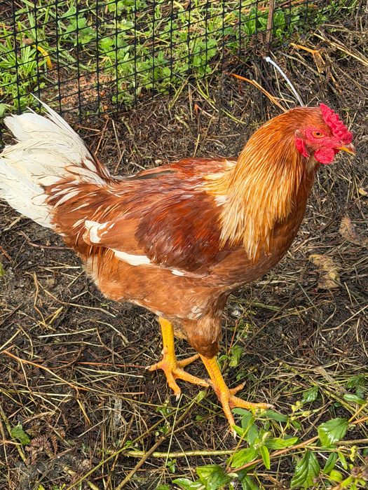 Galo Brahma e também galo da raça das galinhas poedeiras