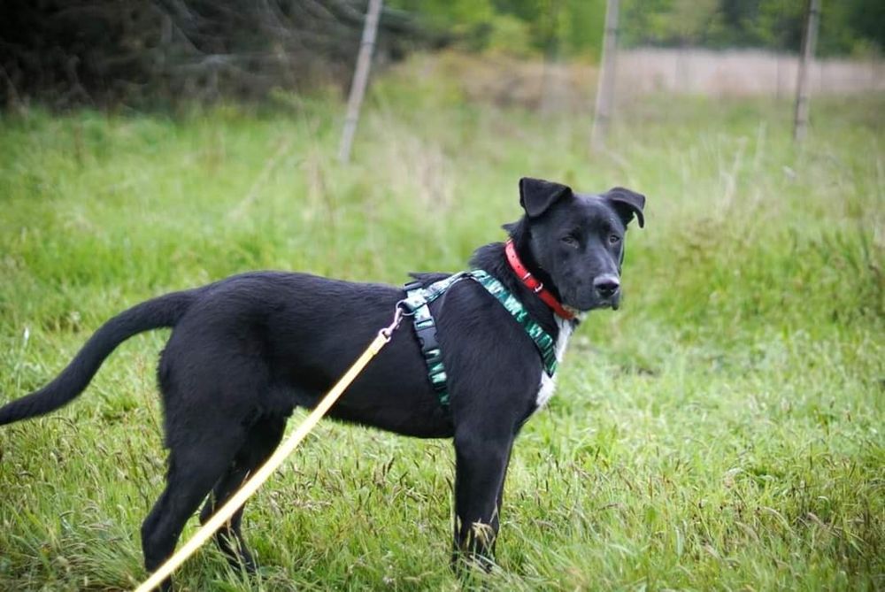 Młodziutki, cudowny Filo w typie TTB szuka domu