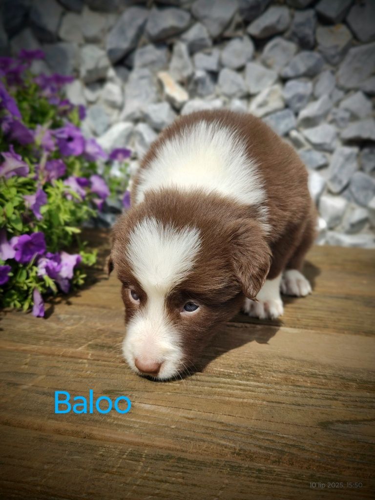 Border collie piesek czekoladowo biały, przebadani rodzice