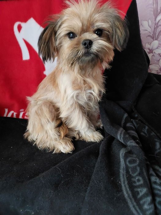 Мальтпу.  Сучка 1,5года