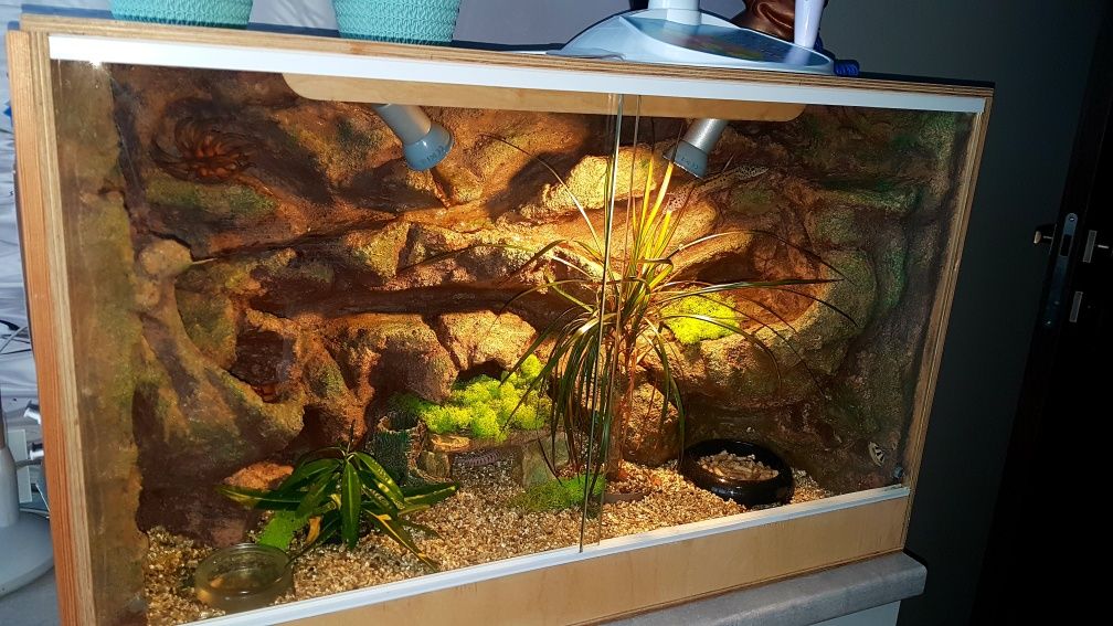 Terrarium + dwa gekony