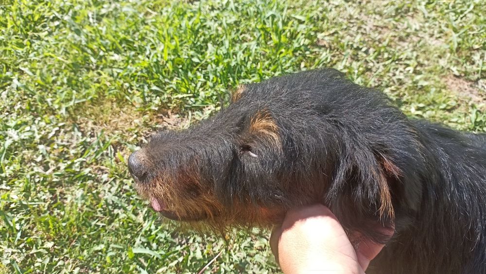 Пес,мисливської породи