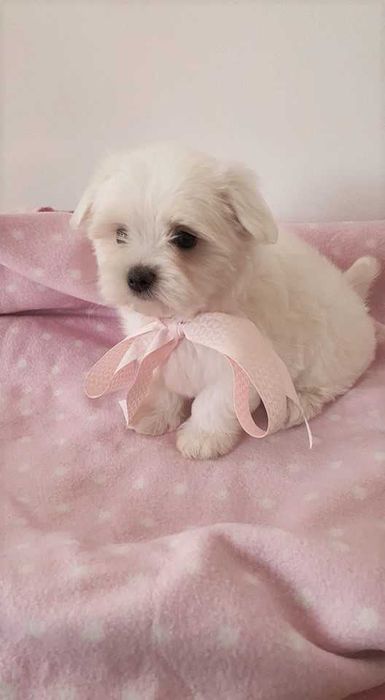 Maltańczyk Piesek, *Piękny* do odbioru.