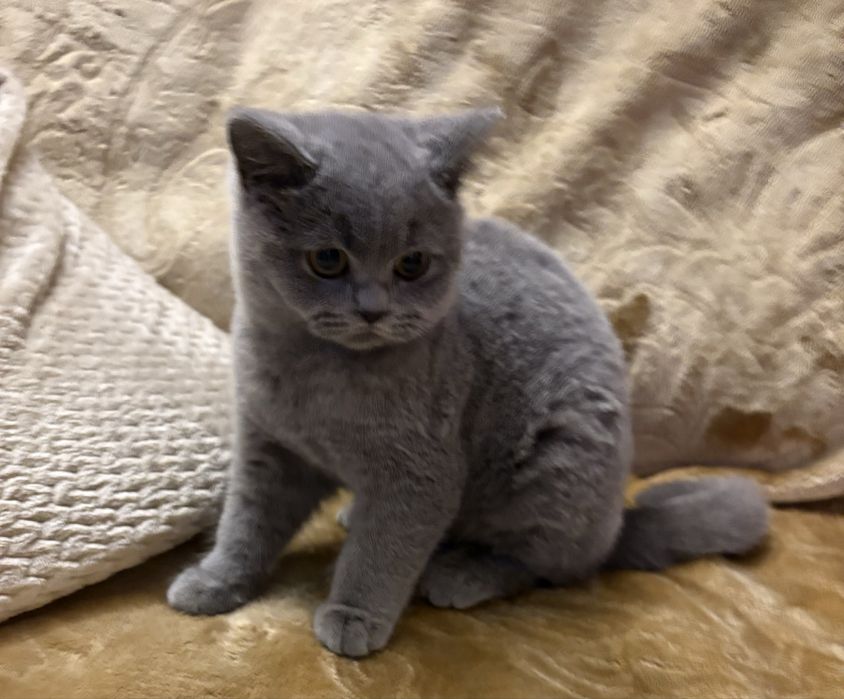 Kotek niebieski chlopak