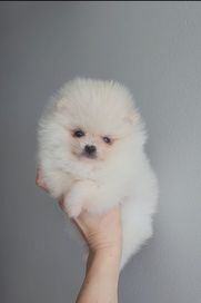 Szpic miniaturowy pomeranian suczka