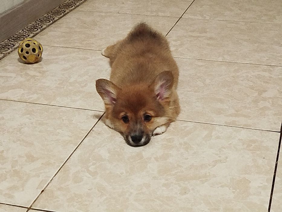 Неперевершені малюки Вельш коргі