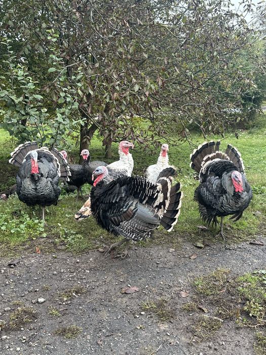 Продам індики на розплід