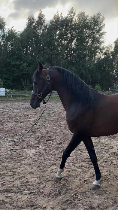 Ogier arabski szuka swojego człowieka