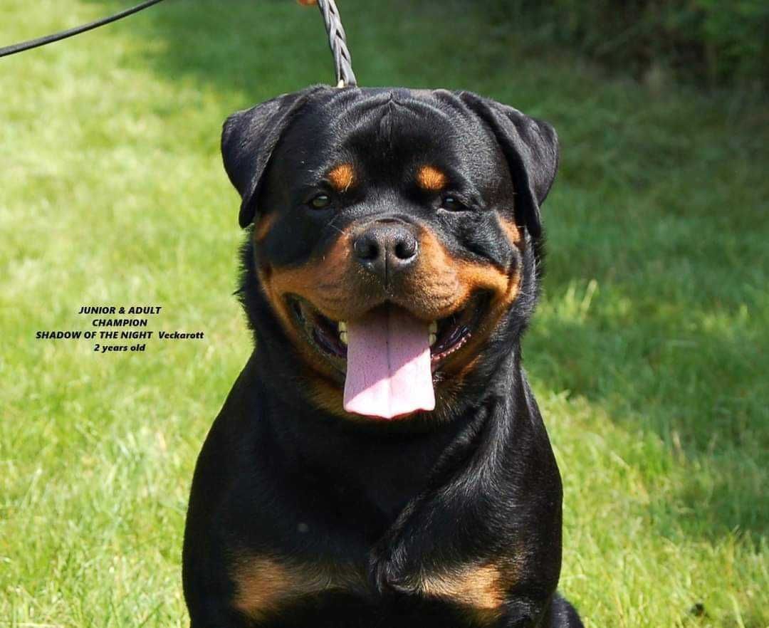 Rottweiler, suczka, szczenię, metryką ZKwP