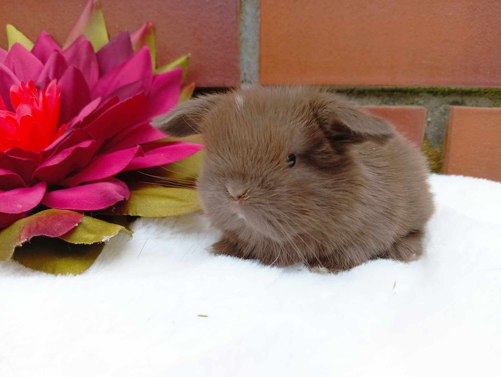 Mini lop, królik miaturka, króliczek baranek, karzełek