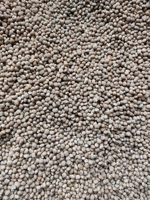 Łubin słodki aktualne 2025 wąskolisty sonet przewiany nie pryskany pas