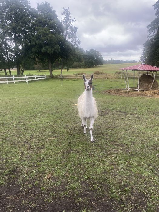 Lama - oddam tylko tam gdzie są zwierzęta!