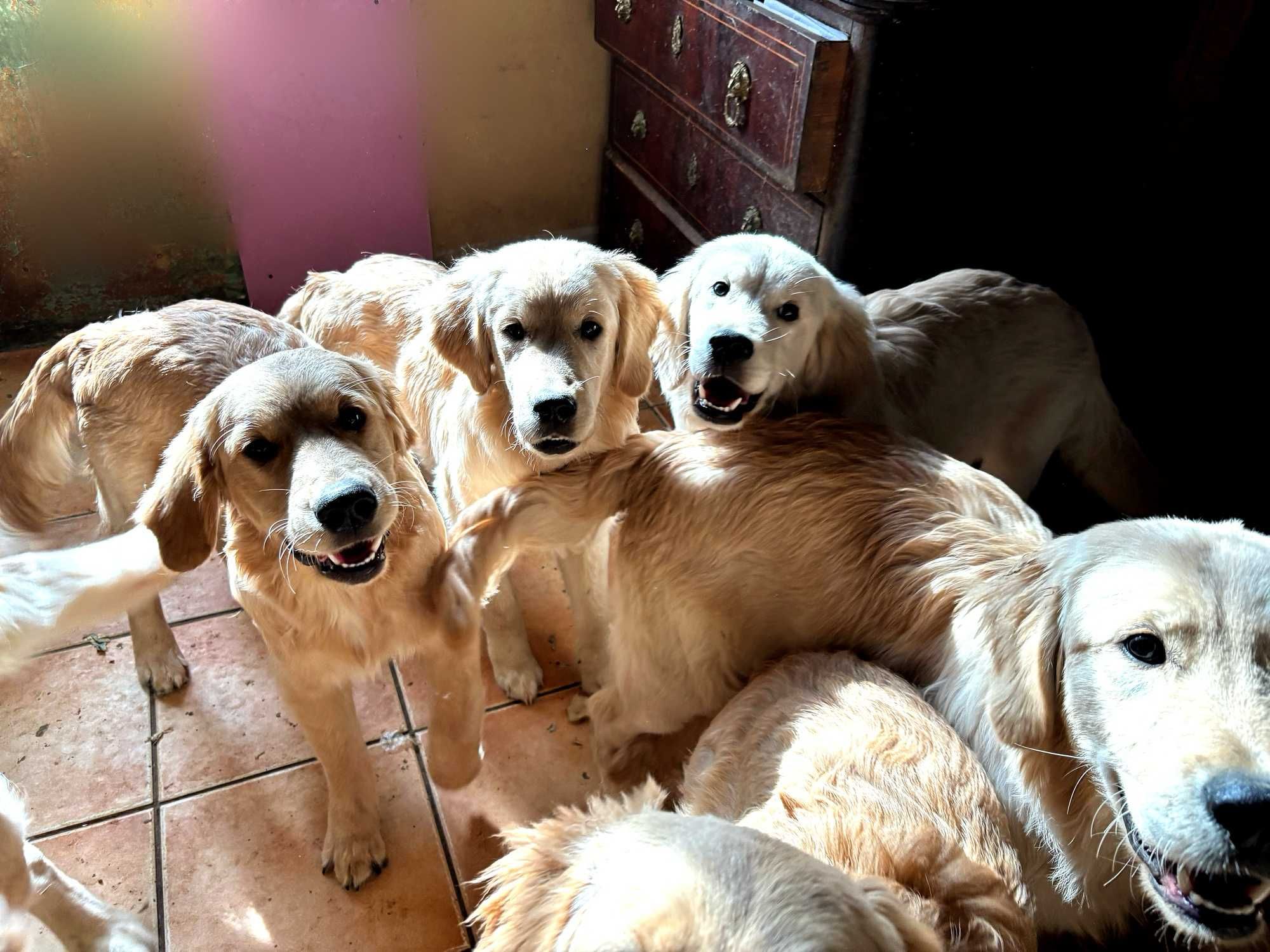 Golden retriever ZKwP- FCI piesek