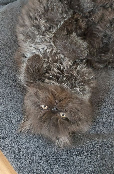 Śliczny Kocurek Perski