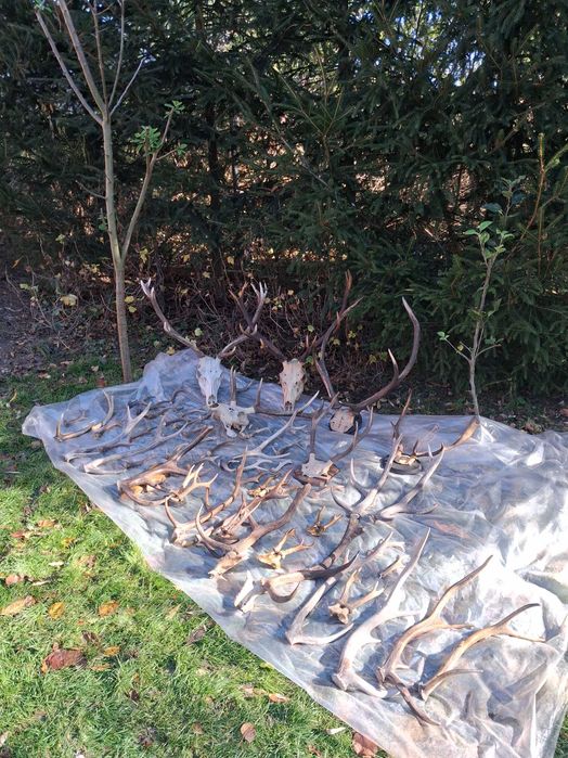 Poroże rogi poroża zrzuty spady jeleń daniel sarna parostki myślistwo