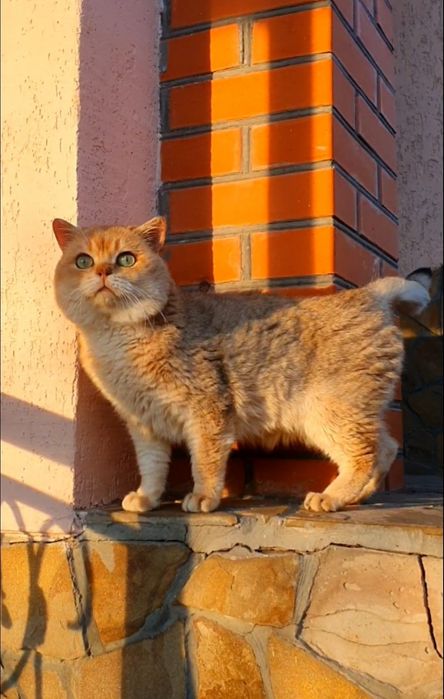 Золотой британец