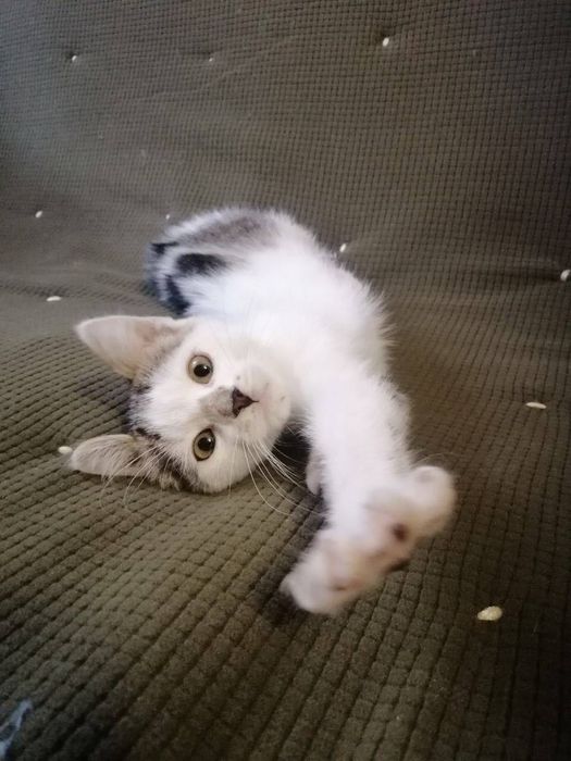 Котята отдам котики котенок мальчик