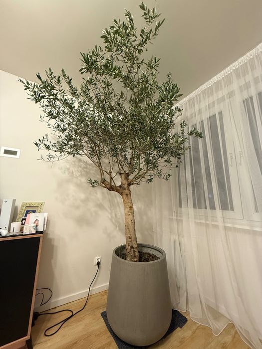 Drzewo oliwkowe z doniczką