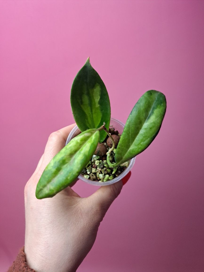 Hoya incrassata Variegata