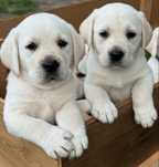 Szczeniak Labrador Retriever
