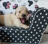 Szczeniaczki Golden Retriver