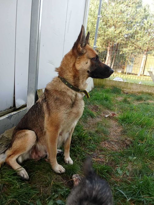 Sunia Aisza do adopcji