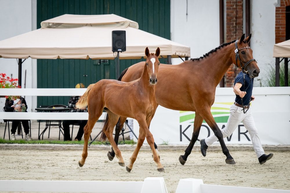 Klaczka/Odsadek 2025