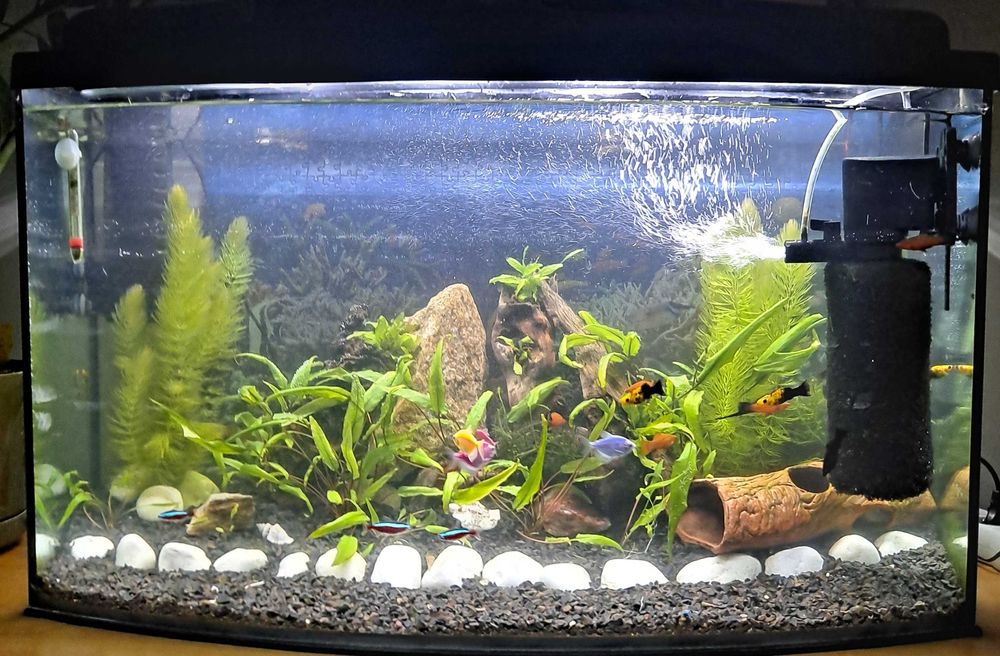 Rosliny akwariowe dla krewetek