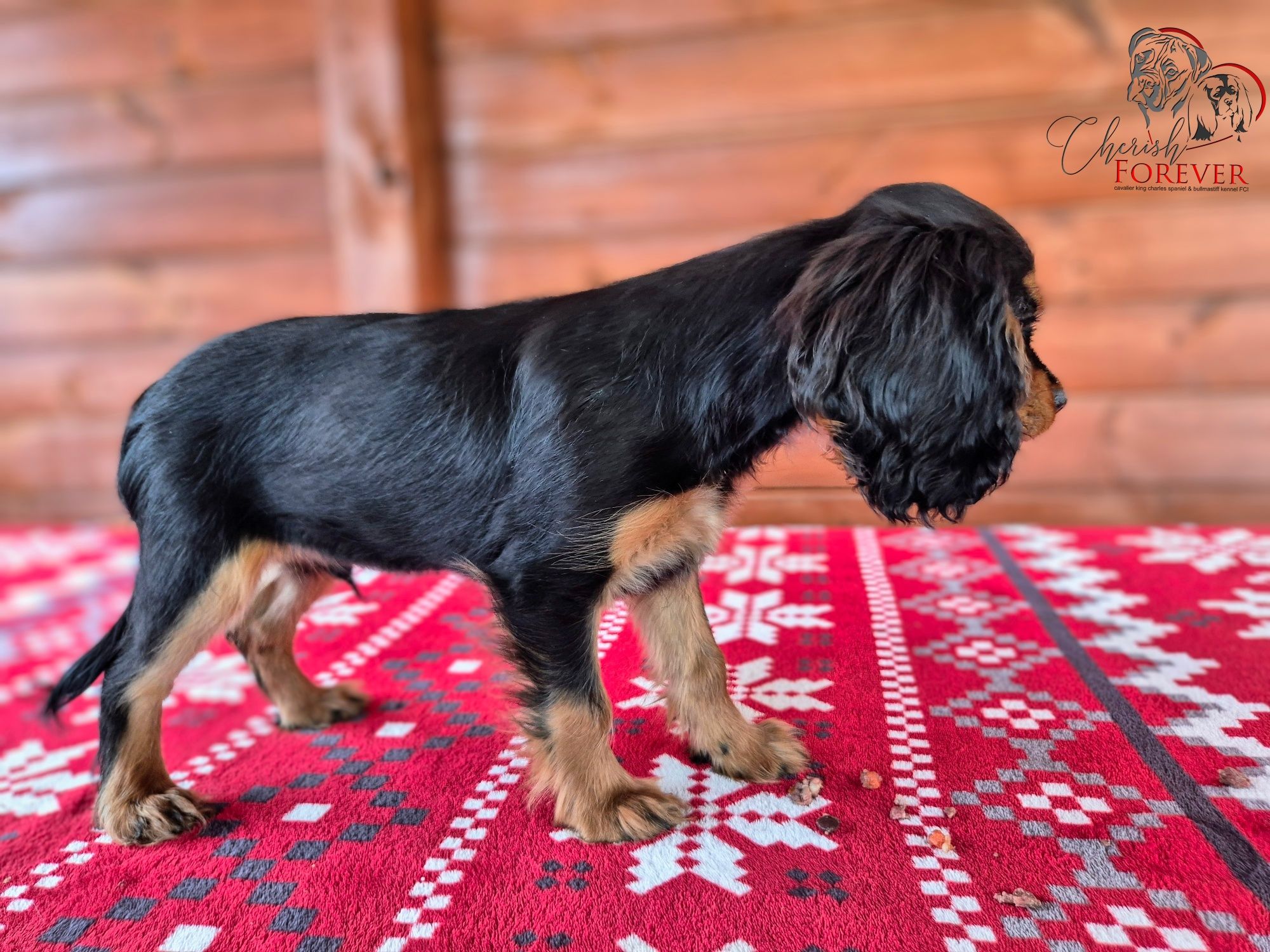 Szczenię Cavalier King Charles Spaniel