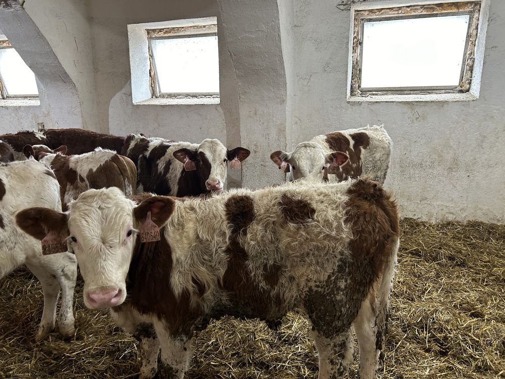 Odsadki 225kg 46szt jedno gospodarstwo!! Opasy żarłaki byczki