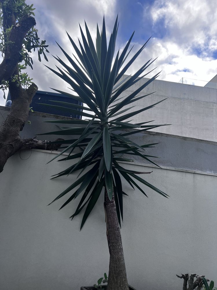 Palmeira yucca 2.4M