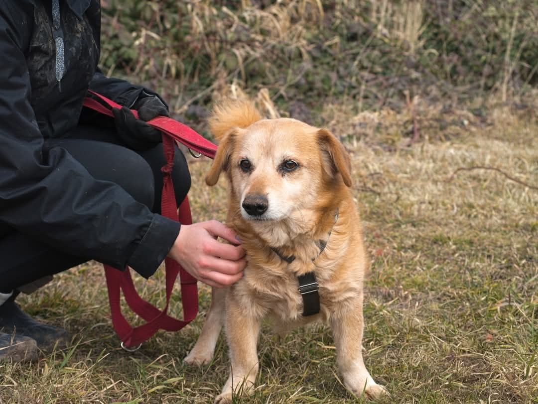 Puchaty beżowy Nugat do adopcji - piesek z posturą jamnika szuka domu
