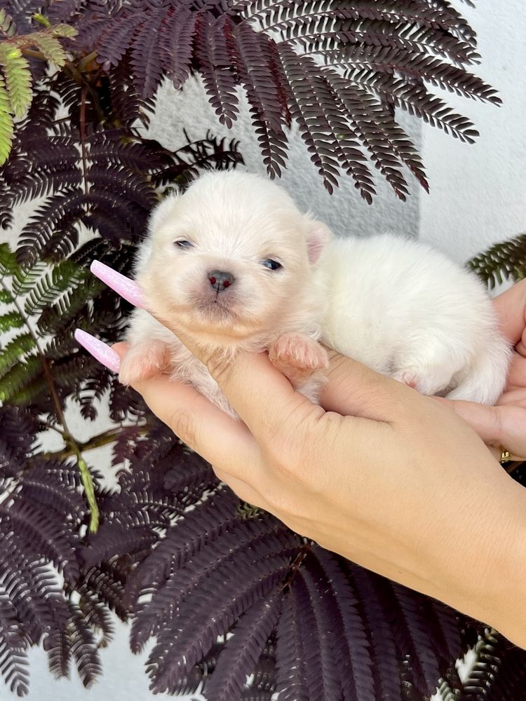 Szpic miniaturowy ,pomeranian cudny chłopczyk