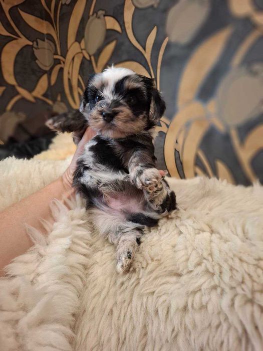 Продам щенка йоркширский терьер,йорк эксклюзивного окраса