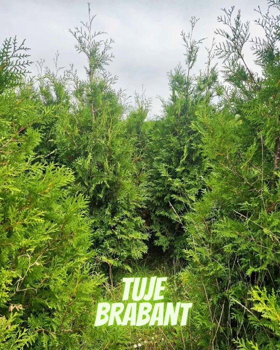 Tuja Brabant 250 , 220 cm SADZIMY (dostawa GRATIS cały kraj)