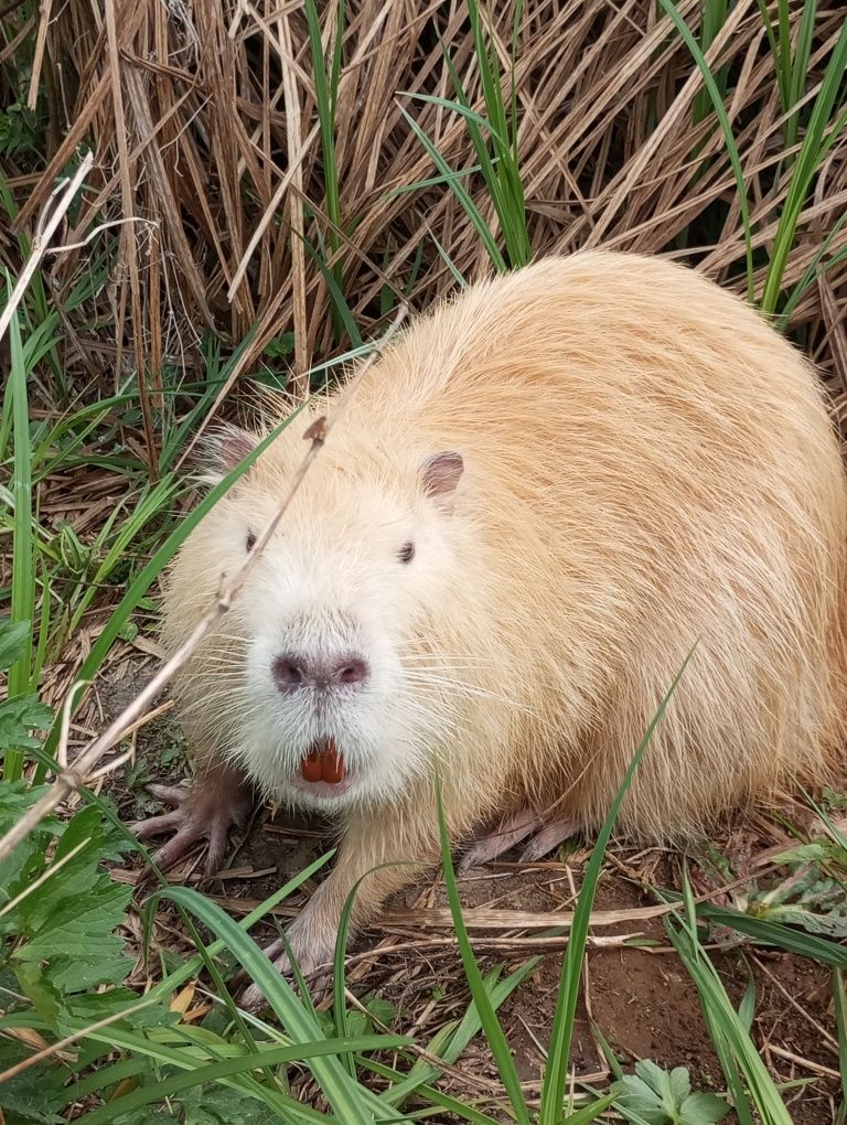 Nutrie młode 4 miesięczne